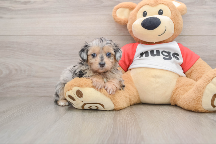 Friendly Mini Aussiedoodle Baby