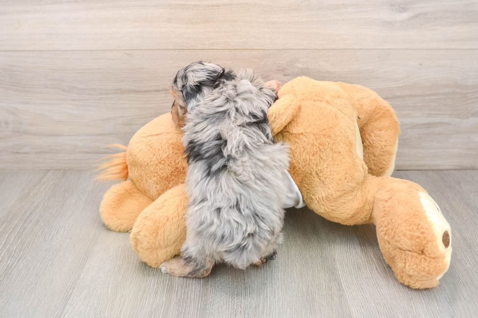 Mini Aussiedoodle Pup Being Cute