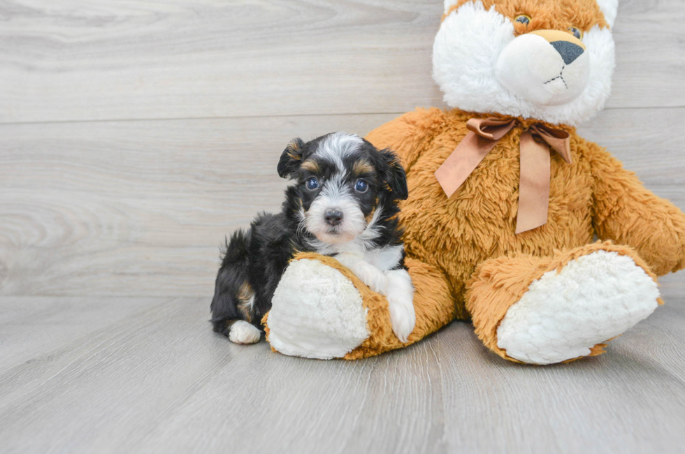 6 week old Mini Aussiedoodle Puppy For Sale - Simply Southern Pups