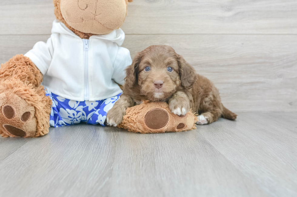 7 week old Mini Aussiedoodle Puppy For Sale - Simply Southern Pups