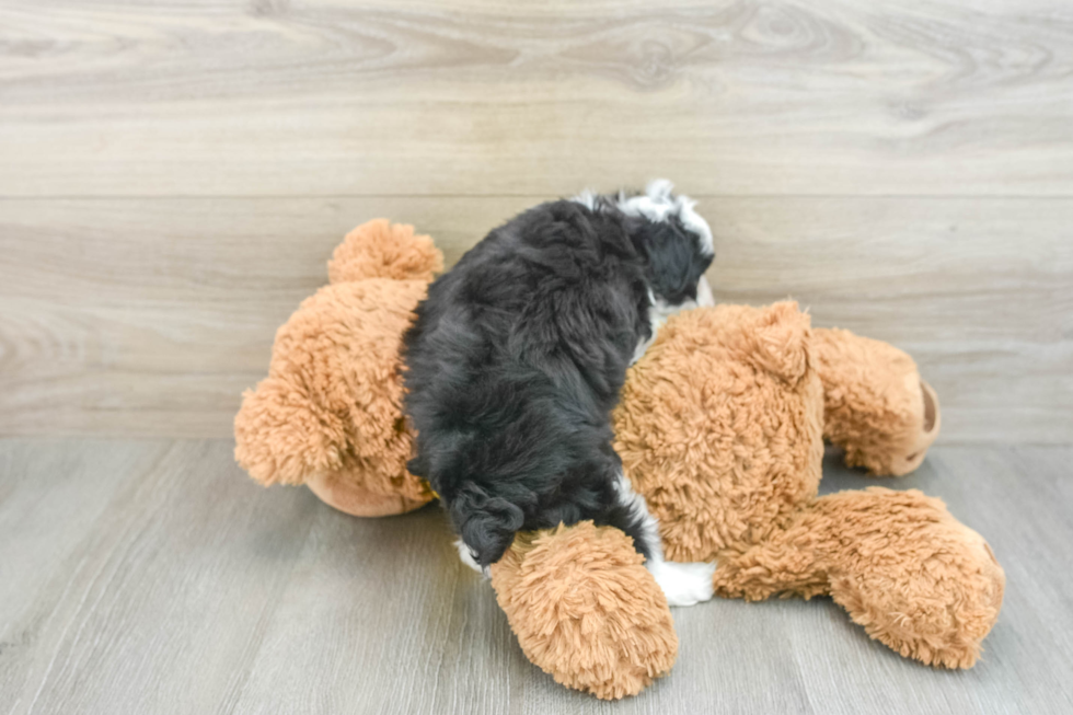 Fluffy Mini Aussiedoodle Poodle Mix Pup