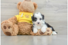 Best Mini Aussiedoodle Baby