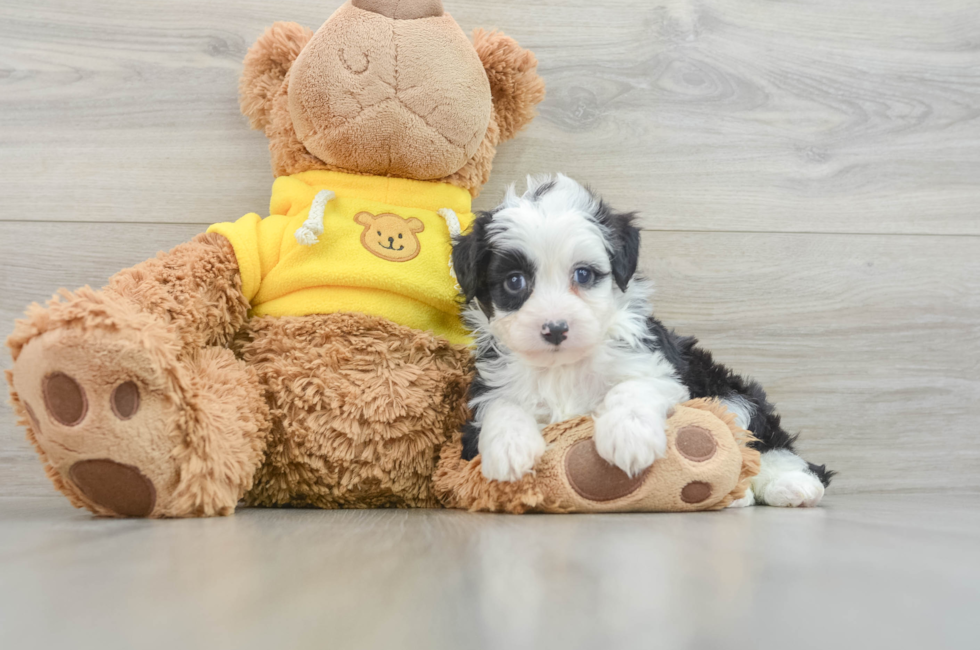 6 week old Mini Aussiedoodle Puppy For Sale - Simply Southern Pups