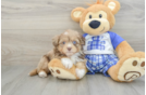 Mini Aussiedoodle Puppy for Adoption