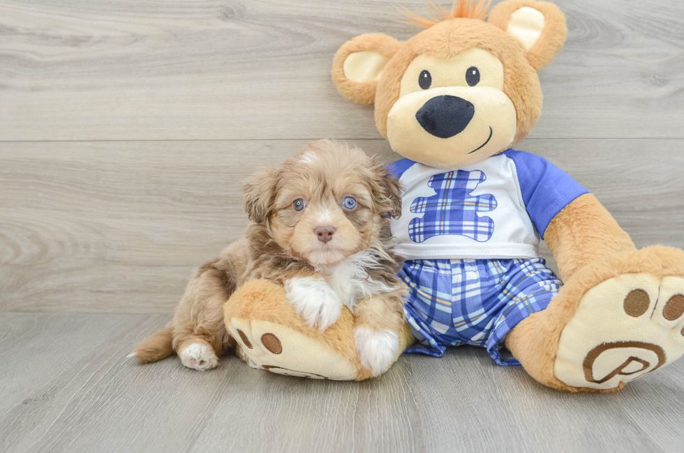 6 week old Mini Aussiedoodle Puppy For Sale - Simply Southern Pups