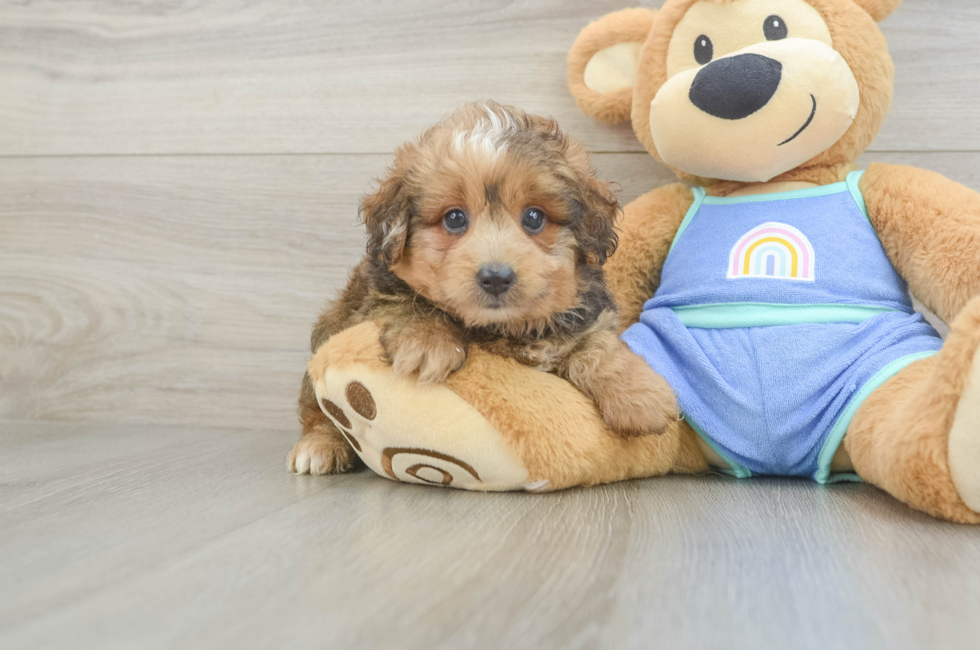 5 week old Mini Aussiedoodle Puppy For Sale - Simply Southern Pups