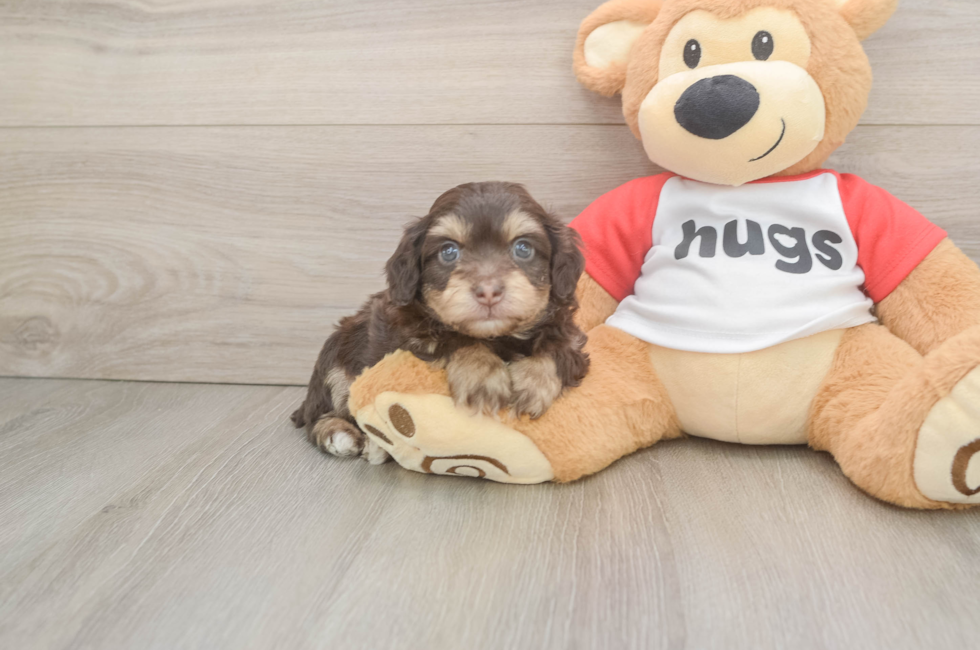 6 week old Mini Aussiedoodle Puppy For Sale - Simply Southern Pups