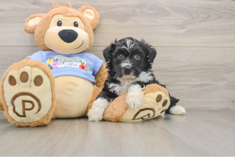 Happy Mini Aussiedoodle Baby