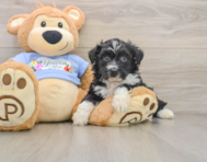 7 week old Mini Aussiedoodle Puppy For Sale - Simply Southern Pups