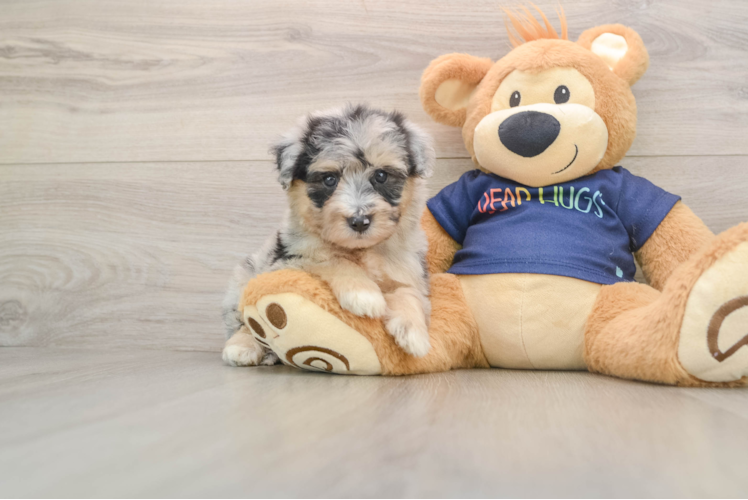 Mini Aussiedoodle Pup Being Cute