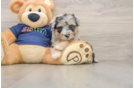 Petite Mini Aussiedoodle Poodle Mix Pup