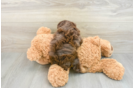 Popular Mini Aussiedoodle Poodle Mix Pup