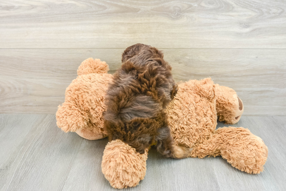 Popular Mini Aussiedoodle Poodle Mix Pup