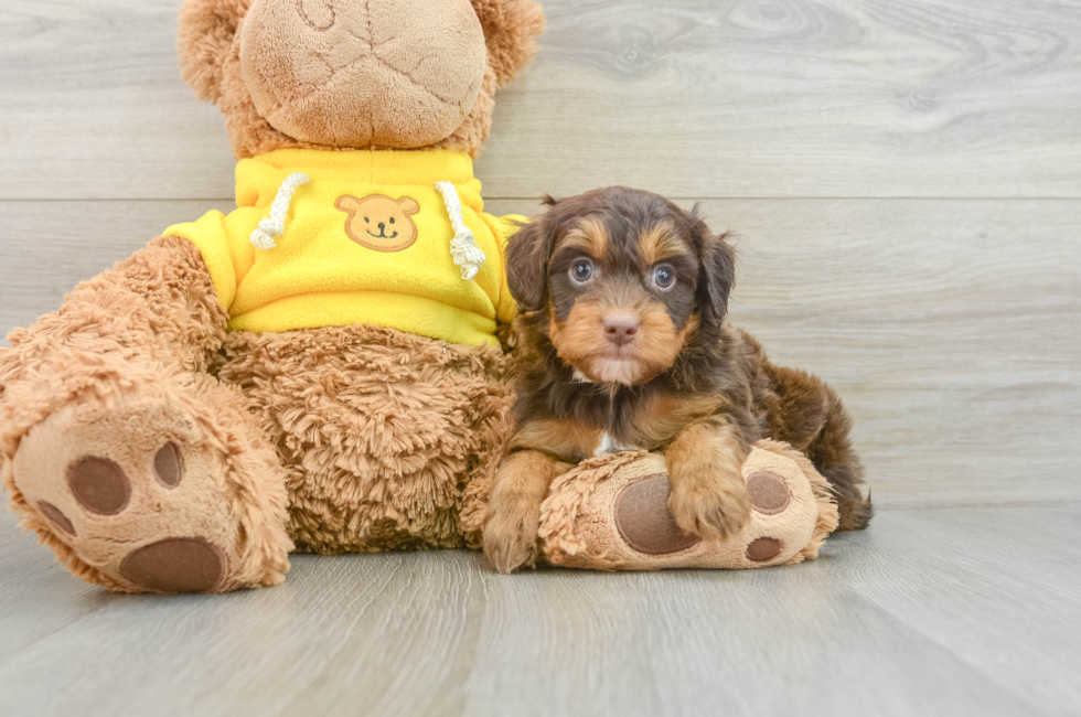 6 week old Mini Aussiedoodle Puppy For Sale - Simply Southern Pups