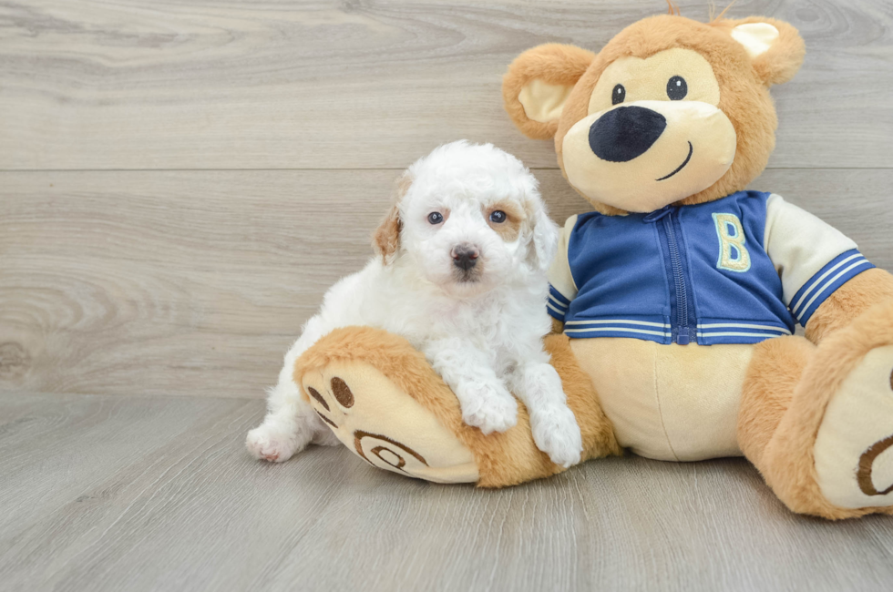 5 week old Mini Aussiedoodle Puppy For Sale - Simply Southern Pups