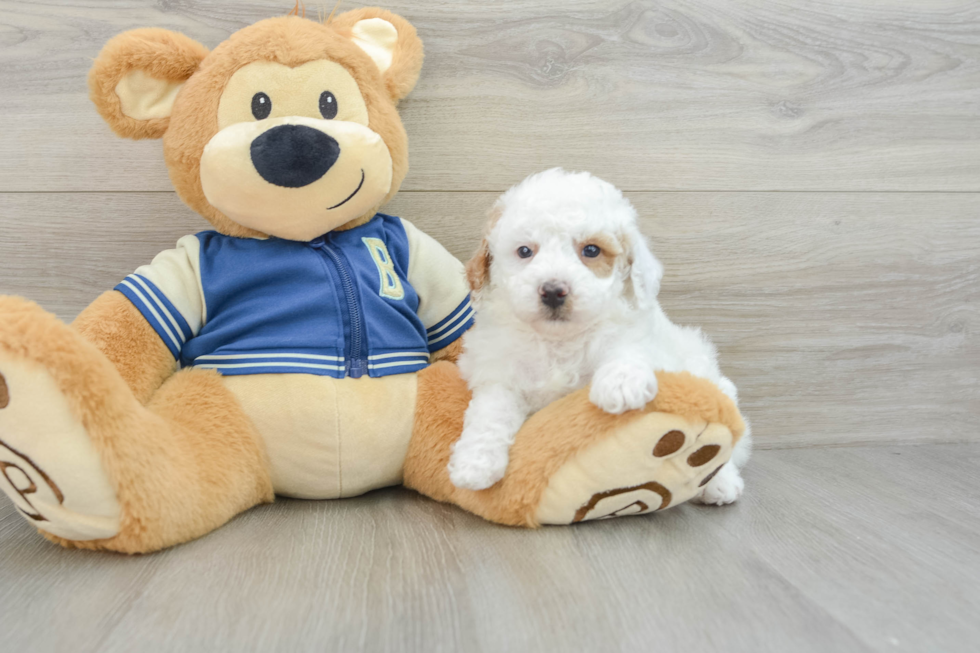 Mini Aussiedoodle Puppy for Adoption