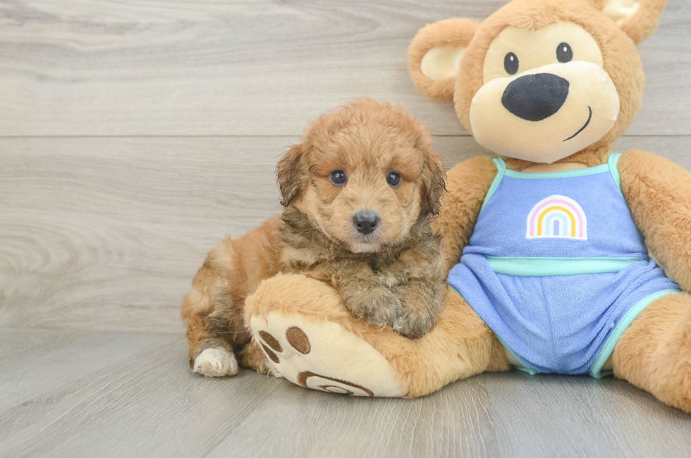 5 week old Mini Aussiedoodle Puppy For Sale - Simply Southern Pups