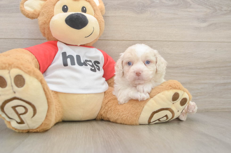 6 week old Mini Aussiedoodle Puppy For Sale - Simply Southern Pups