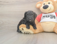 7 week old Mini Aussiedoodle Puppy For Sale - Simply Southern Pups