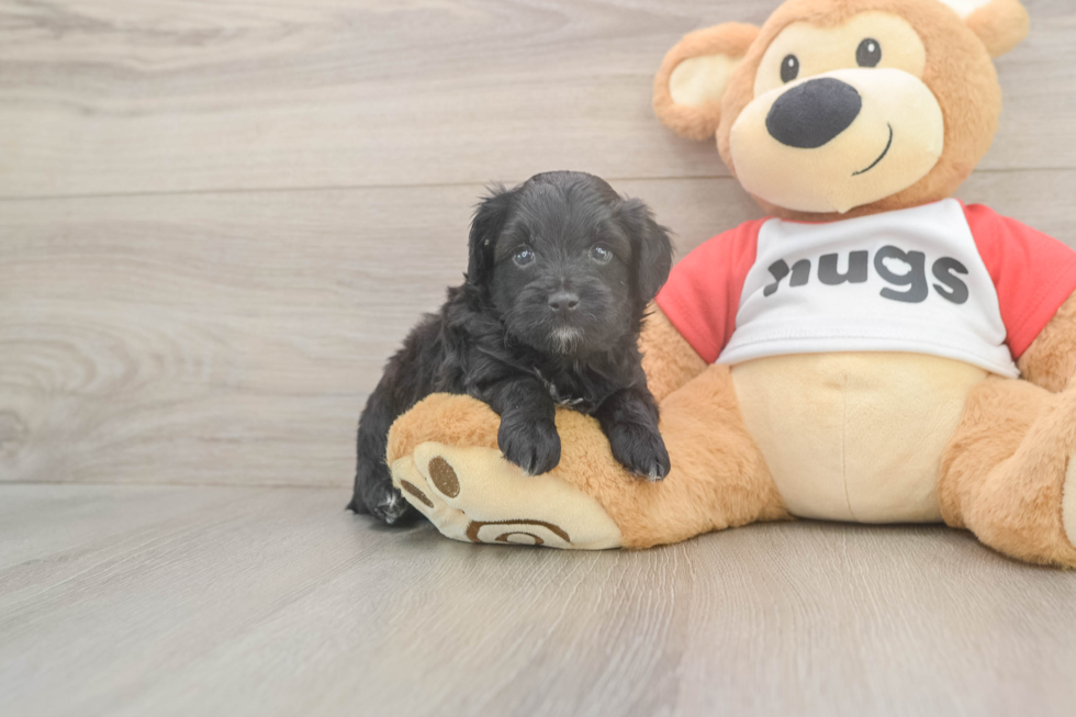 Mini Aussiedoodle Pup Being Cute