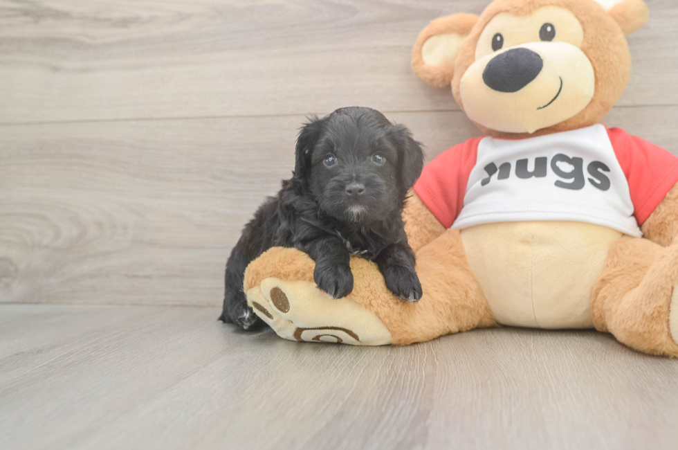 5 week old Mini Aussiedoodle Puppy For Sale - Simply Southern Pups