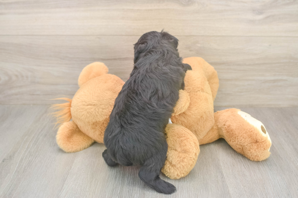 Mini Aussiedoodle Pup Being Cute