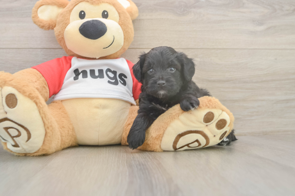 Happy Mini Aussiedoodle Baby