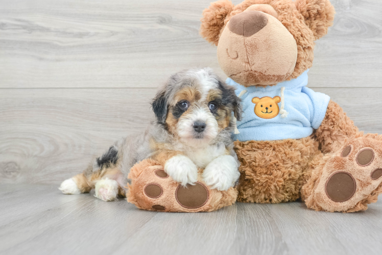Happy Mini Aussiedoodle Baby