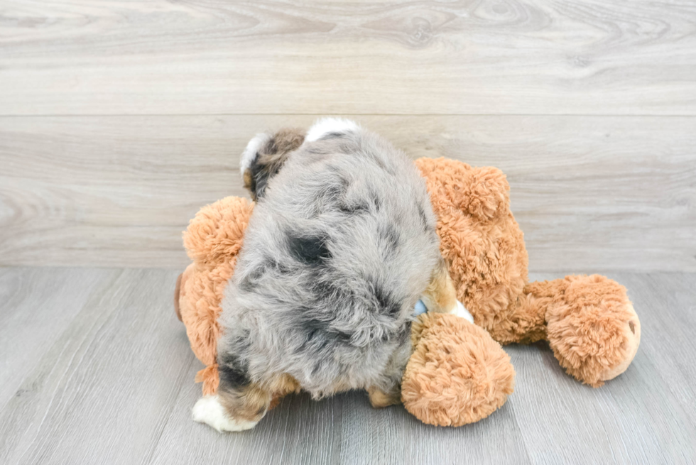 Mini Aussiedoodle Puppy for Adoption