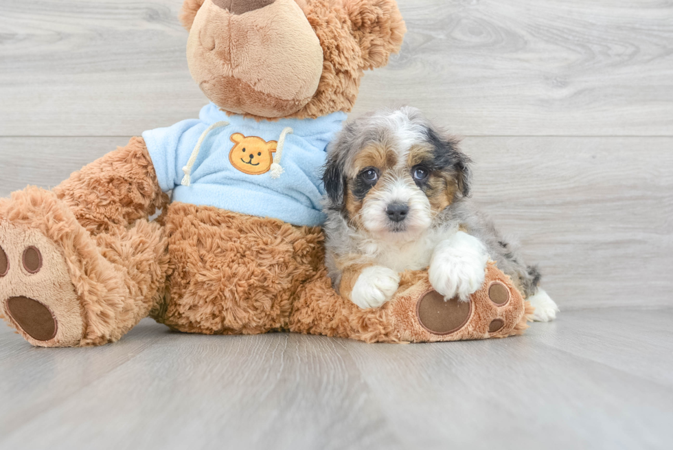 Mini Aussiedoodle Pup Being Cute