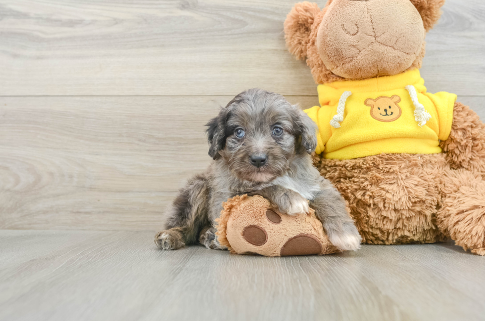 6 week old Mini Aussiedoodle Puppy For Sale - Simply Southern Pups