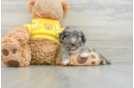 Cute Mini Aussiedoodle Baby