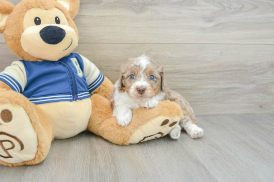 Sweet Mini Aussiedoodle Baby