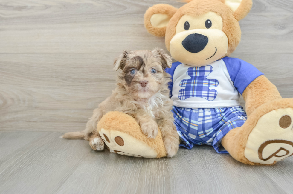 6 week old Mini Aussiedoodle Puppy For Sale - Simply Southern Pups