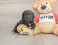 7 week old Mini Aussiedoodle Puppy For Sale - Simply Southern Pups