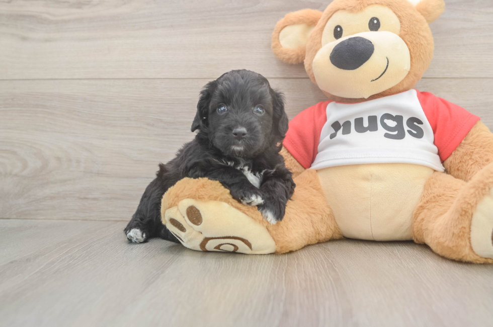 5 week old Mini Aussiedoodle Puppy For Sale - Simply Southern Pups