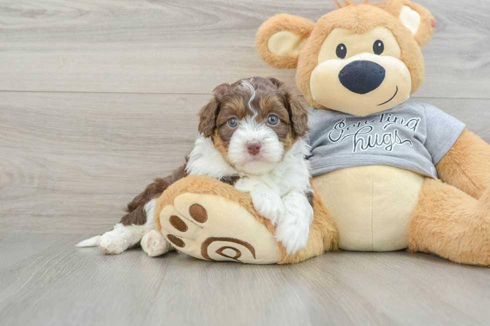 Mini Aussiedoodle Puppy for Adoption