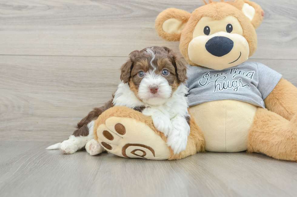 6 week old Mini Aussiedoodle Puppy For Sale - Simply Southern Pups