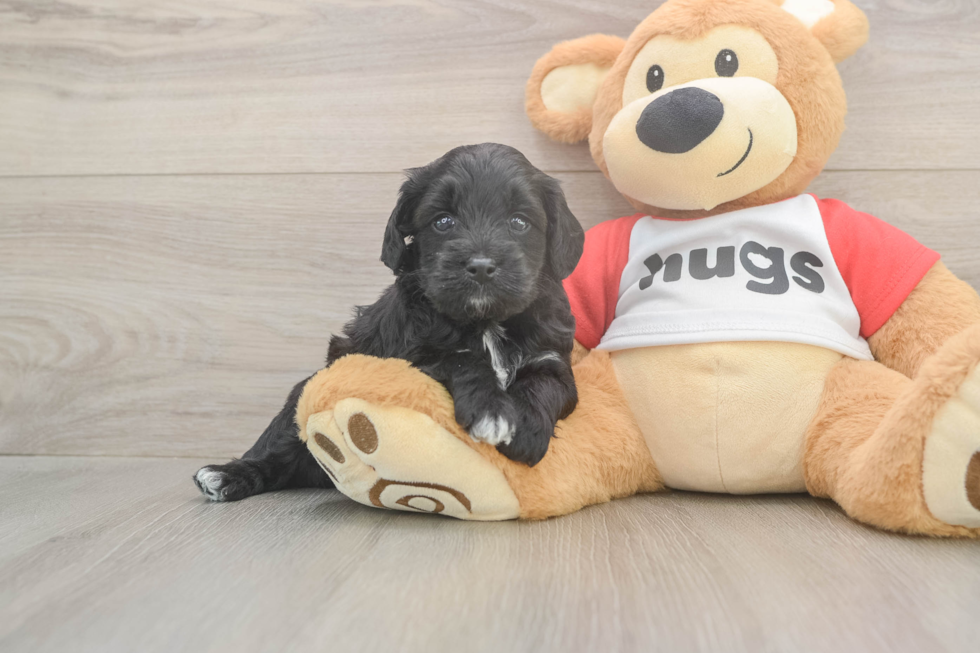 Mini Aussiedoodle Pup Being Cute