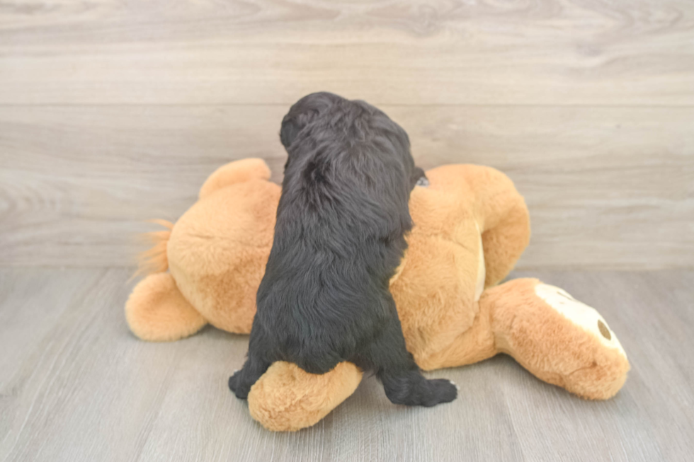 Cute Mini Aussiedoodle Baby
