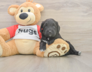 7 week old Mini Aussiedoodle Puppy For Sale - Simply Southern Pups