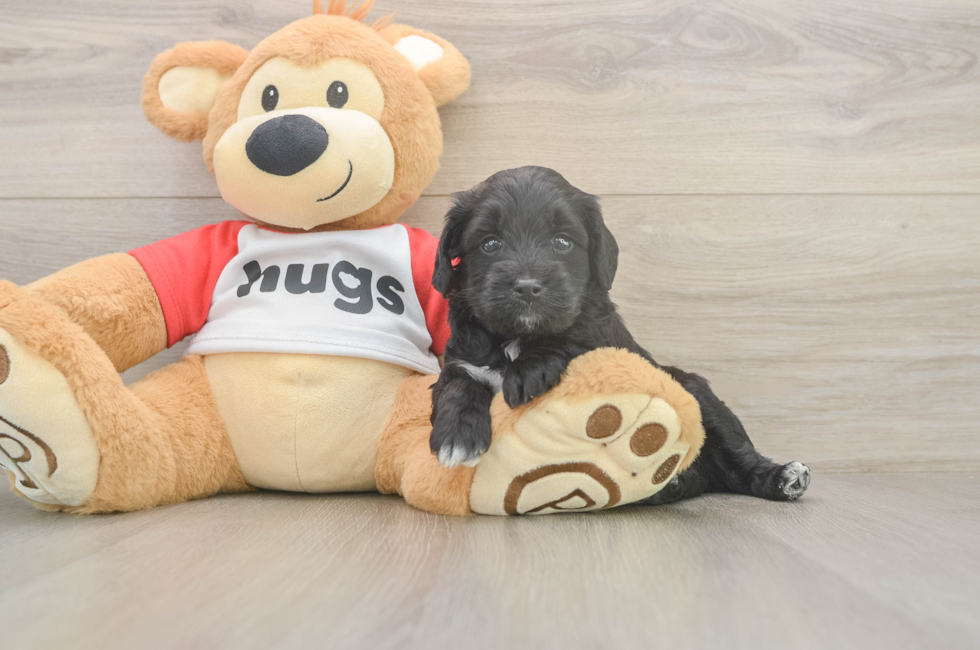 5 week old Mini Aussiedoodle Puppy For Sale - Simply Southern Pups