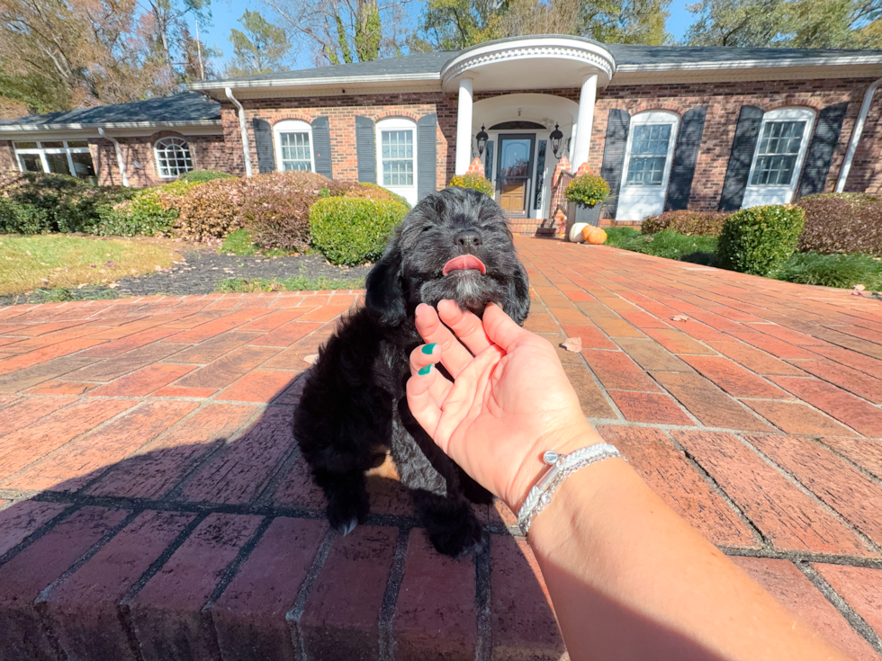 Cute Mini Aussiedoodle Baby