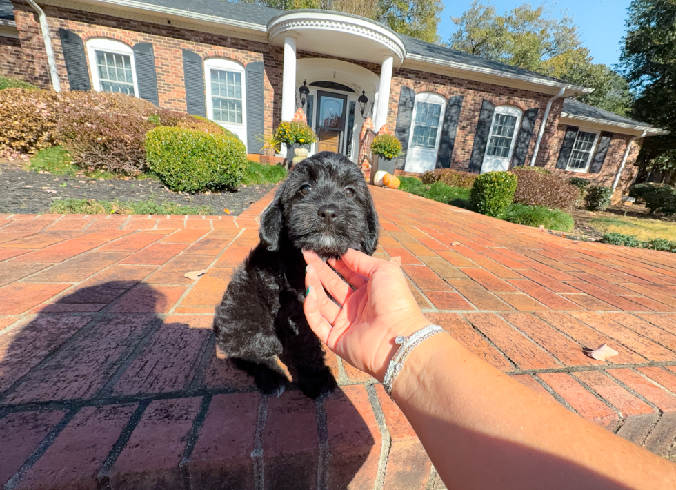 Cute Mini Aussiedoodle Poodle Mix Pup