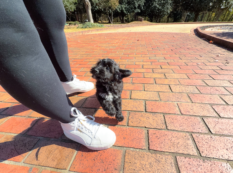 Mini Aussiedoodle Puppy for Adoption