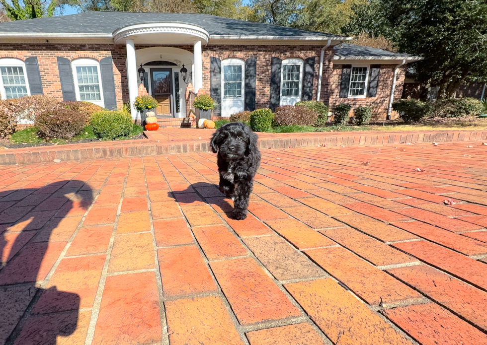 Best Mini Aussiedoodle Baby