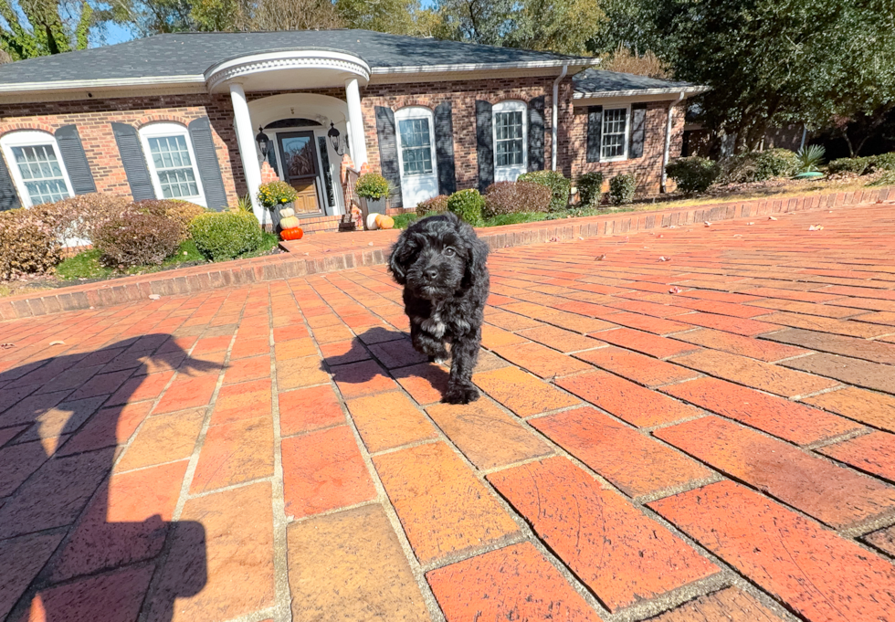 Cute Mini Aussiedoodle Baby