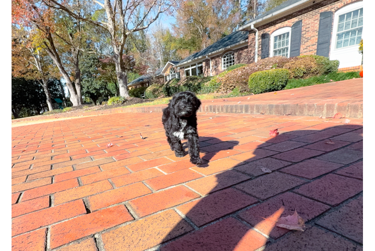 Mini Aussiedoodle Puppy for Adoption