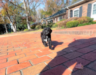 9 week old Mini Aussiedoodle Puppy For Sale - Simply Southern Pups