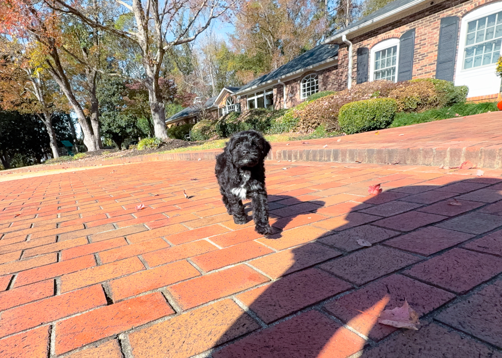 Mini Aussiedoodle Puppy for Adoption